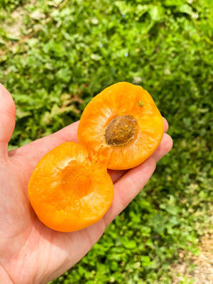 Organic apricots at CLS Farms.